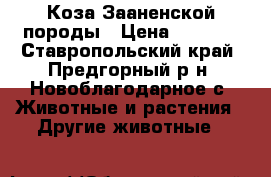 Коза Зааненской породы › Цена ­ 7 000 - Ставропольский край, Предгорный р-н, Новоблагодарное с. Животные и растения » Другие животные   
